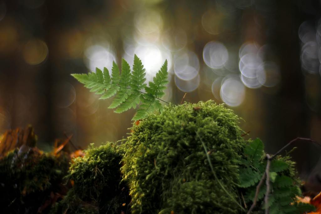 serene forest fern on mossy surface with bokeh